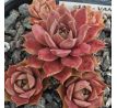Sempervivum VANTO
