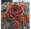 Sempervivum VITI