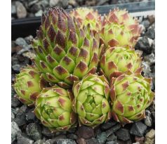 Sempervivum ZENITH
