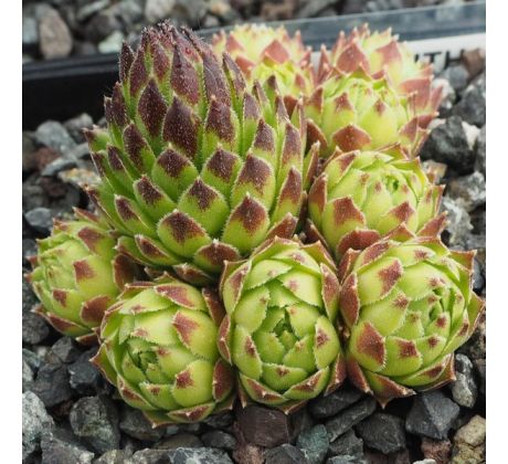 Sempervivum ZENITH