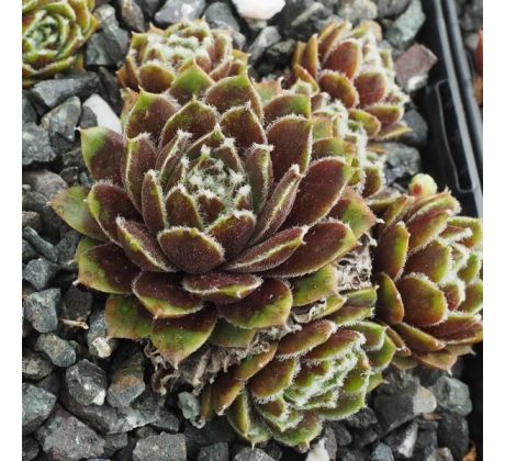 Sempervivum SMITS SEEDLING