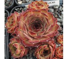 Sempervivum SCHNUCKI