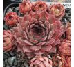 Sempervivum SHANNON