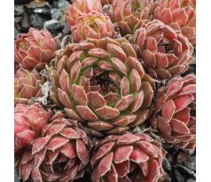 Sempervivum SATURN