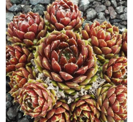 Sempervivum SILBERKARNEOL