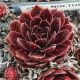 Sempervivum NOCTURNO