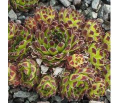 Sempervivum KYLIE MINOGUE