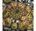 Sempervivum KYLIE MINOGUE