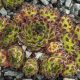 Sempervivum KYLIE MINOGUE
