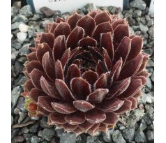 Sempervivum TOLIMA