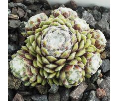 Sempervivum TRAUDEL
