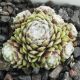 Sempervivum TRAUDEL