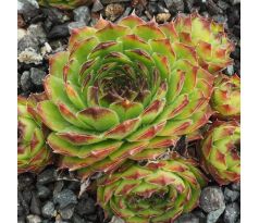 Sempervivum CORNFLAKE GIRL