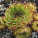 Sempervivum CORNFLAKE GIRL