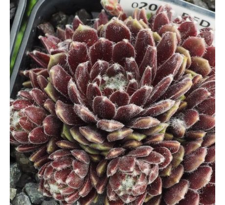 Sempervivum RED PLUCHE
