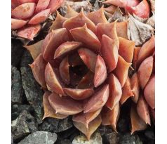 Sempervivum PURPLE BEAUTY