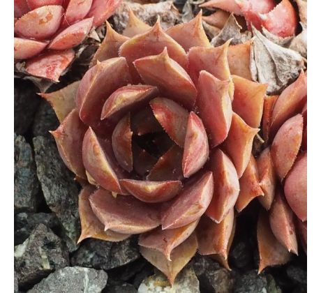 Sempervivum PURPLE BEAUTY