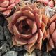Sempervivum PURPLE BEAUTY