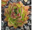Sempervivum RED LACE