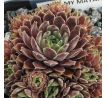 Sempervivum MY MOYAH