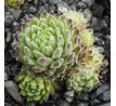 Sempervivum NEIDA