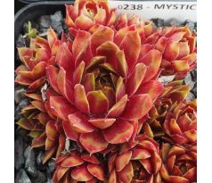 Sempervivum MYSTIC