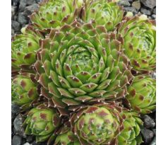 Sempervivum NOBBE