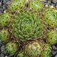 Sempervivum NOBBE