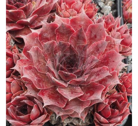 Sempervivum PUEBLO