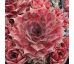 Sempervivum PUEBLO
