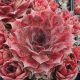 Sempervivum PUEBLO