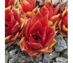 Sempervivum MILA