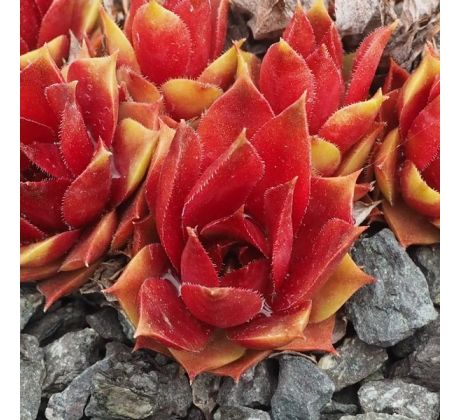 Sempervivum MILA
