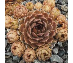 Sempervivum MOSS ROSE