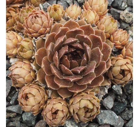 Sempervivum MOSS ROSE