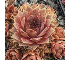 Sempervivum MIGNON
