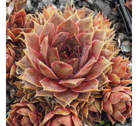 Sempervivum MIGNON