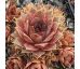 Sempervivum MIGNON
