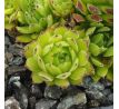 Sempervivum MIDAS