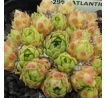Sempervivum ATLANTICUM