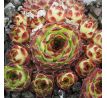 Sempervivum calcareum ex guillaume