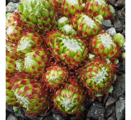 Sempervivum HOOKERI