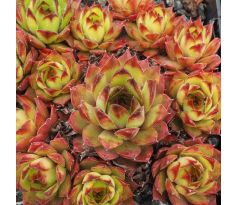 Sempervivum ARWIDE