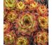 Sempervivum ARWIDE