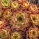 Sempervivum ARWIDE