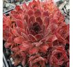 Sempervivum AJAX