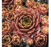 Sempervivum LÖWENHERZ