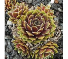 Sempervivum JUBILEE