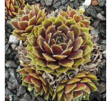 Sempervivum JUBILEE