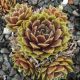 Sempervivum JUBILEE